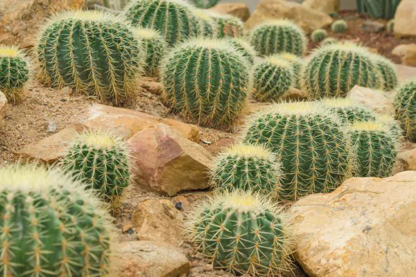 Desert Cactus Plants in Santa Fe