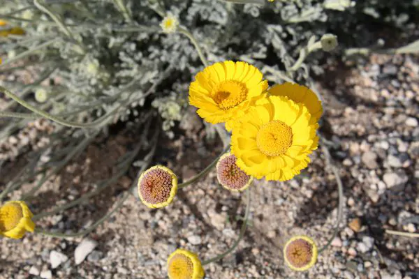 Desert Marigold in Santa Fe
