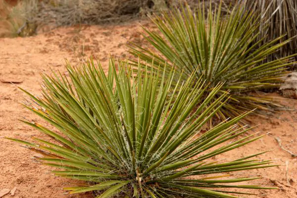 Yucca Plants in Santa Fe