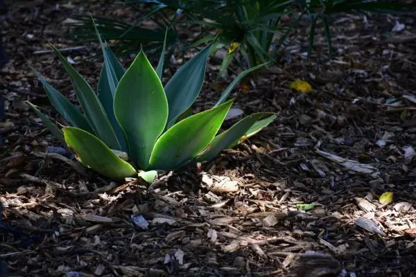 Plant surrounded by mulch to keep out weeds